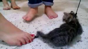 Maybe you would like to learn more about one of these? Stop Sharing The Kitten Crushing Video Vegan News