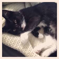 Black And White Tuxedo Cat Black And White Tuxedo Kitten With Milky White Lip 2013 Tuxedo Kitten Cat People White Tuxedo