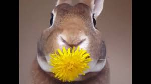 An Adorable Bunny Enjoys A Yummy Dandelion Without Dropping A Single Petal From His Mouth Cute Baby Animals Baby Animals Funny Cute Animals