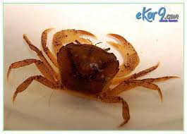 Contoh Hewan Yang Bernapas Dengan Insang Selain Ikan Dunia Fauna Hewan Binatang Tumbuhan Hewan Binatang Ikan