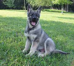 Check spelling or type a new query. German Shepherd Silver Sable Petsidi