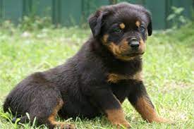 Puppies do not come with papers, they are sold as pets only. Rottweiler Pups Sydney Dog Training
