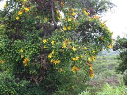 Image result for Embelia schimperi