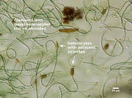 Image result for Cylindropsis