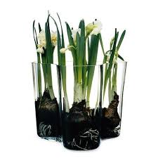 Aalto Savoy Vase 6 25 By Alvar Aalto For Iittala Vaser Blommor Alvar Aalto