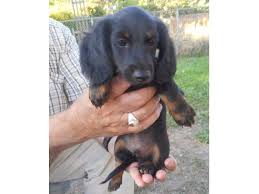 Dachshund puppies for sale in utahselect a breed. Dachshund Puppies For Sale Animals Gunnison Utah Announcement 76442