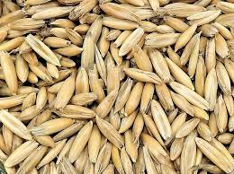 Image result for Avena