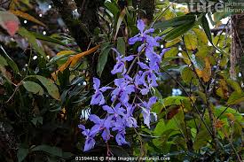 Image result for Vanda coerulea