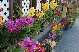 Vandas At The Orchid Gardens Kuala Lumpur Vanda Orchids Orchids Garden Dendrobium Orchids