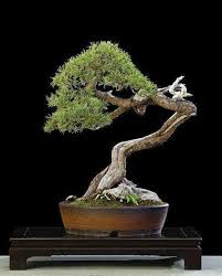 Už len jediný okres podľa covid automatu zostal v červenej fáze a jeden v ružovej. Bonsai Bonsai Art Bonsai Plants Bonsai Tree