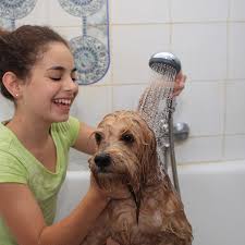 Pet grooming equipment also comes in a variety of faucet centers and sizes, making it easy for you to find the one that best fits your dog wash or mobile pet grooming business. How To Teach Your Puppy To Love Grooming