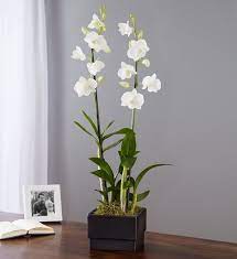 Maybe you would like to learn more about one of these? 20 Best Indoor Flowering Plants Easiest Flowers To Grow Indoors