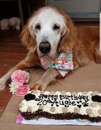 Maybe you would like to learn more about one of these? Its Official Let It Goldheart Golden Retrievers Rescue Facebook