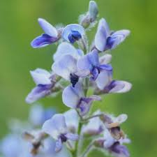 Image result for Psorospermum mechowii