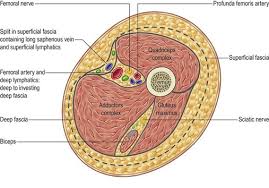 Wrist and hand forearm elbow upper arm pectoral girdle and shoulder nerves vascular supply axilla. Short Vertical Scar Medial Thigh Lift Clinical Gate