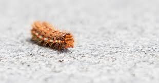 After clicking the request new password button, you will be redirected to the frontpage. 5 Cara Mengusir Ulat Bulu Di Rumah Popmama Com