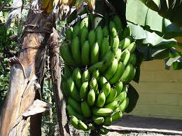 565 koleksi gambar orang cipokan, wallpaper, background, gambar pilihan gambar orang cipokan juga wallpaper, background, dan gambar lainnya. 20 Macam Macam Pisang Lengkap Dengan Gambarnya