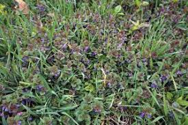 The first step to controlling those pesky weeds in your lawn is correctly identifying them. How To Identify And Get Rid Of Five Common Lawn Weeds Help Maintenance