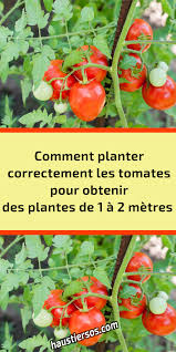 Comment Planter Correctement Les Tomates Pour Obtenir Des Plantes De 1 A 2 Metres En 2020 Tomates Cerises Planter Des Tomates Cerises Tomates