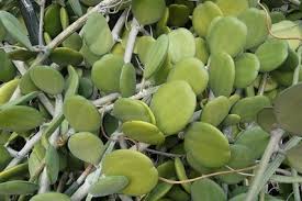 The are found throughout south america in slow moving rivers and swamps around thick vegetation. String Of Coins Plant Care And Propagation Guide Succulent Alley
