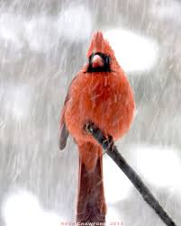 Bird With Red Mohawk And Orange Beak Greetings From Michigan Beautiful Birds Birds Red Birds