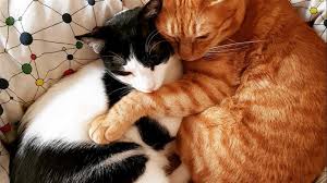 Cat sitters in new york, ny offer different services, but the most common ones are cat sitting in your own home. Pet Sitting And Dog Boarding Cat Rescue Pet Sitting Dog Boardi