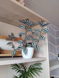 Image result for Tradescantia zebrina