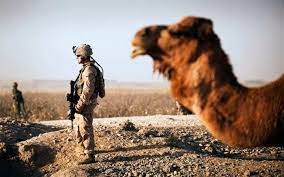 The big cat, which was wearing a collar and lead, was seen in the suburbs of conroe in the south of the state. Camels At War Defense Media Network