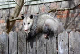 Listen to the audio pronunciation in the cambridge english dictionary. Possums In Spanish