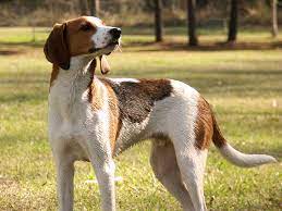 Line drawing dog stock photos and images. Treeing Walker Coonhound Wikipedia