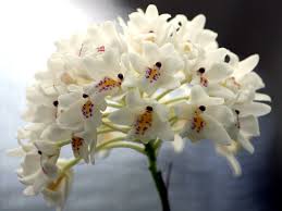 Image result for Polystachya virginea