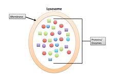 We did not find results for: Structural Biochemistry Cell Organelles Lysosome Wikibooks Open Books For An Open World