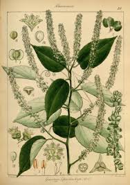 Image result for Gouania