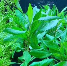 Image result for Dichaetanthera corymbosa