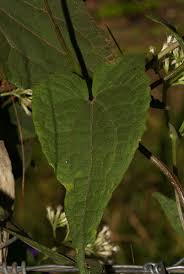 Image result for Mikania sp.