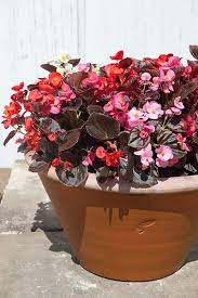 Den er svært blomstervillig og har røde blomster. Begonia Floriferous Garden Find Your Horticultural Society And Learn Everything About Flowers And Gardening Begonia Beautiful Roses Flowers