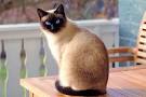 Siamese - Price, Personality, Lifespan - Cat Breeds List