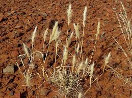 Image result for Aristida congesta