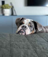 Que domingo tan aburrido 🥱🥱🥱 . . . . . . . . #bulldoglovers #bulldoglife  #panama #bulldog #dakota #bluetri