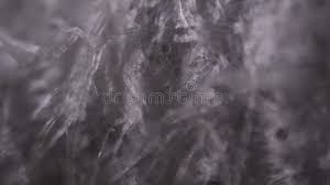 We did not find results for: Tissue Paper Fibers Under The Microscope Stock Footage Video Of Brocade Pattern 70491156