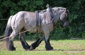 Biggest horse in the world. Top 8 Biggest Horses Horse Breeds With Pictures