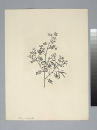 Image result for Indigofera colutea