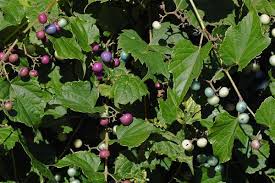 Image result for Vitaceae