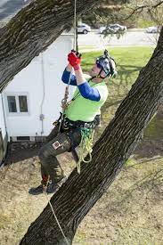Davey tree commercial & residential local offices. Notes Noon Tree Climber Aims For The Top Branch Notes Noon Qctimes Com
