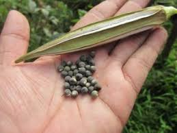 Maybe you would like to learn more about one of these? Cara Budidaya Tanaman Okra Agar Hasilnya Melimpah