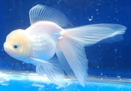 Dilansir dari pets, senin (28/12/2020), ikan cupang terkadang bisa berubah warna, atau lebih pudar. Yuk Mulai Mengenal Ikan Mas Koki Dan Jenisnya Blog Elevenia