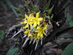 Image result for Molineria