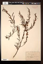 Image result for Gymnosporia arbutifolia