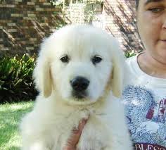 The golden retriever makes an outstanding family dog; Akc Golden Retriever Puppies For Sale In Covington Louisiana Classified Americanlisted Com