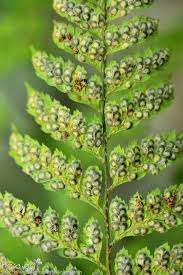 Image result for Arachniodes webbiana